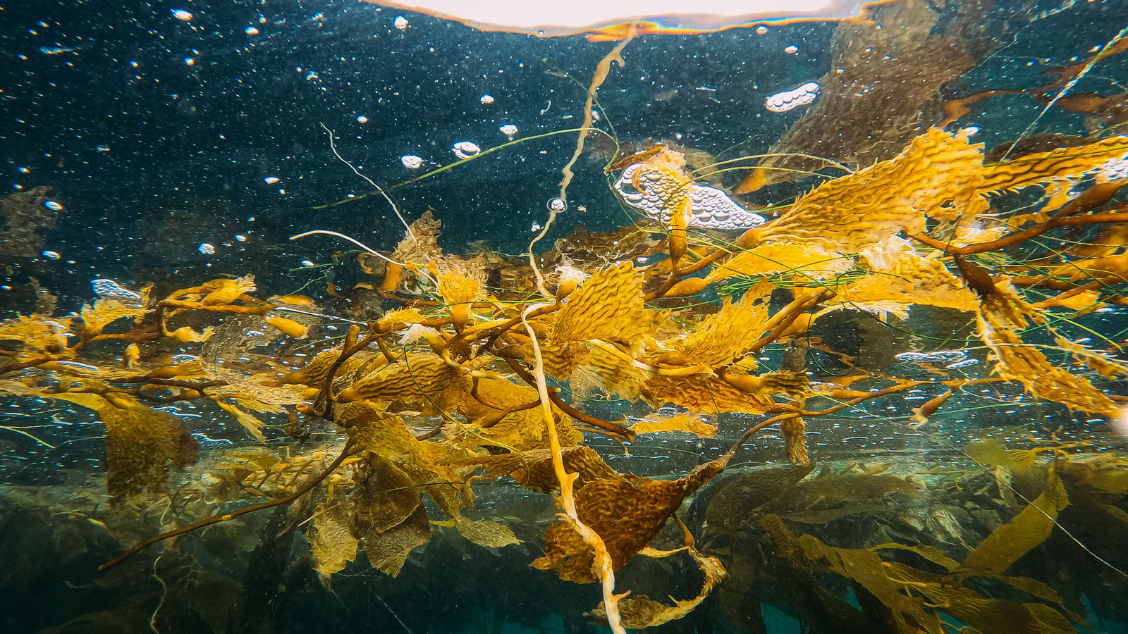 Golden-brown sargassum seaweed floating at the surface of the open blue ocean, with no land in sight.